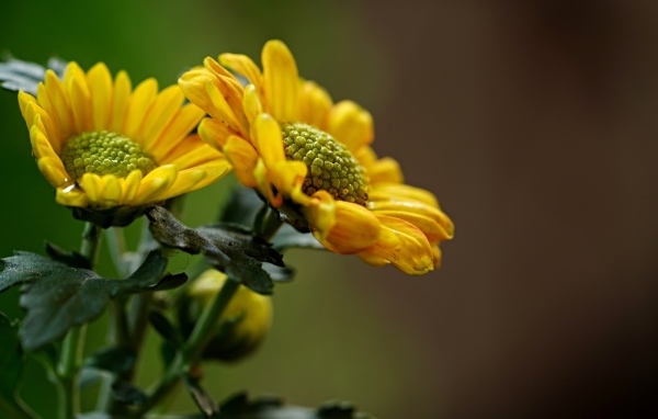 Желтые ромашковидные хризантемы с бутонами