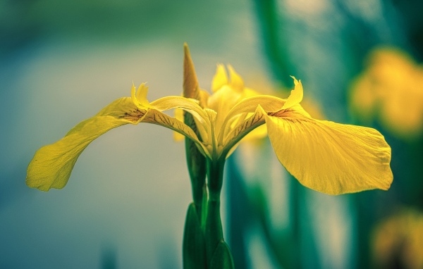 Желтый цветок ириса крупным планом
