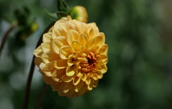 Желтый крупный цветок георгин вблизи