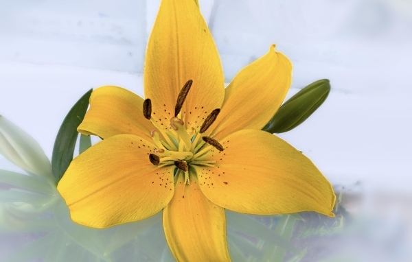 Желтый цветок лилии на прозрачном фоне