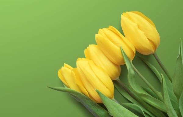 Желтые весенние тюльпаны на зеленом фоне