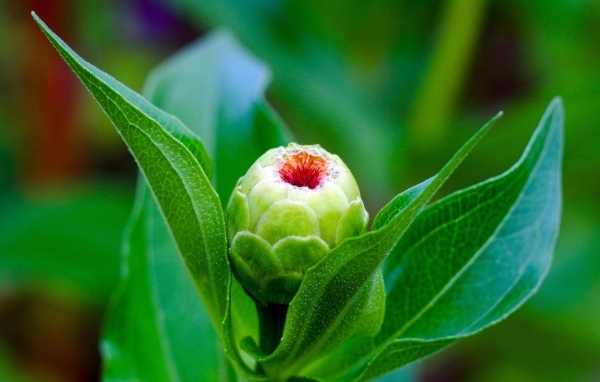 Бутон цветка циннии с зелеными листьями