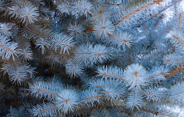Ветки голубой ели крупным планом