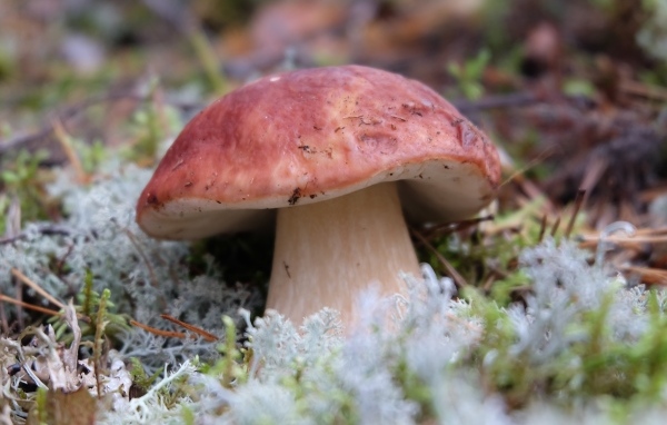 Большой гриб боровик во мху