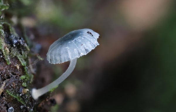 Маленькая голубая поганка на дереве 