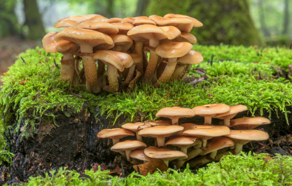 Много лесных грибов на покрытой зеленым мхом земле