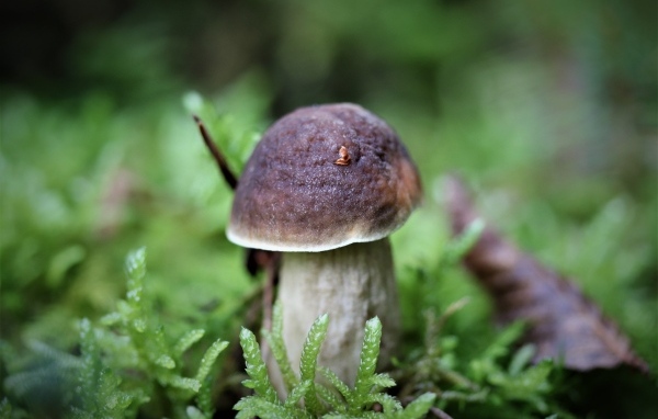 Маленький гриб в зеленом мху