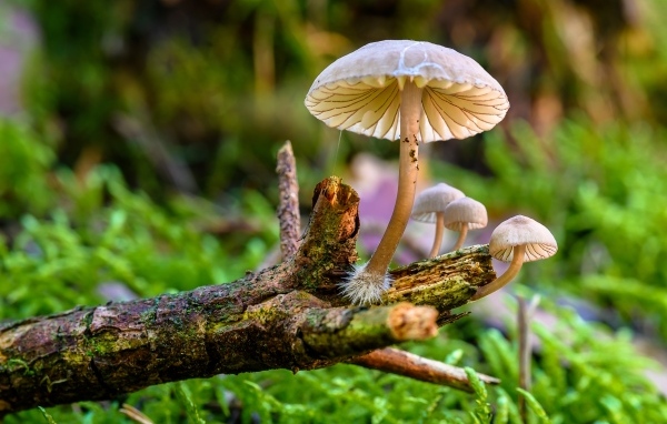 Грибы поганки на гнилой ветке