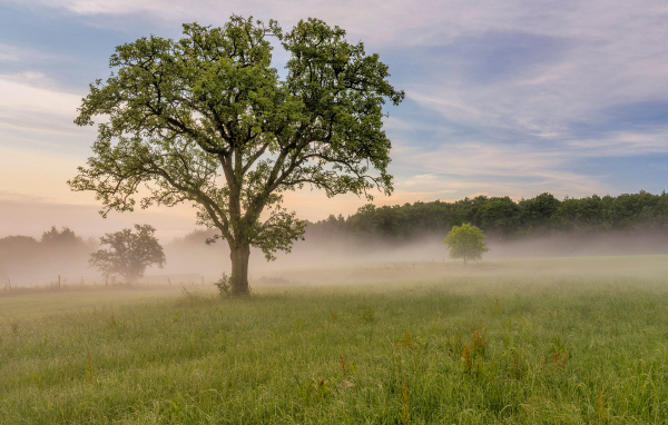 Большое дерево с зелеными листьями в тумане летом