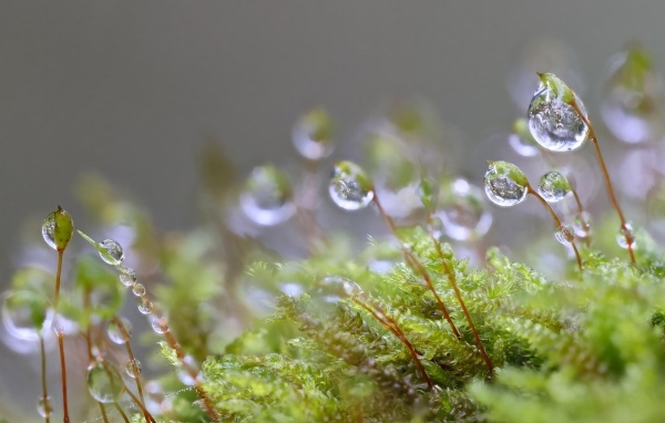 Мох в каплях росы крупным планом