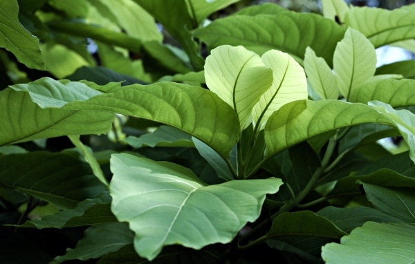 Растение с большими зелеными листьями 