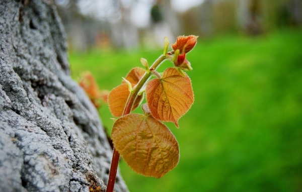 Молодая веточка с листьями на дереве