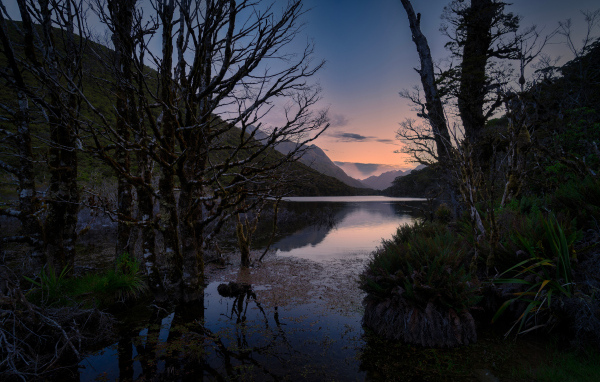 Черные деревья стоят в воде холодного озера