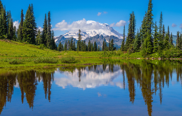 Высокие сосны на берегу озера на фоне заснеженных гор