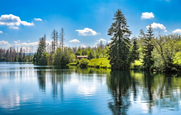 Высокие ели растут на берегу озера 