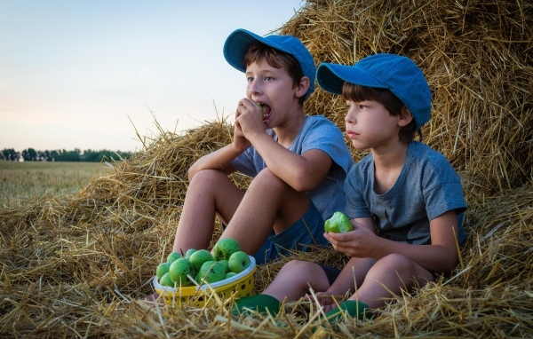Два маленьких мальчика с зелеными яблоками у стога сена