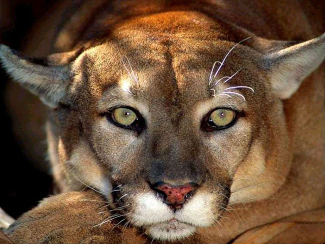 Львица хищник