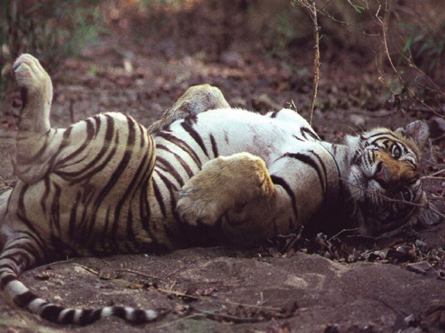 Ласковый тигр