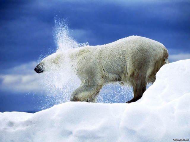 Белая медведица