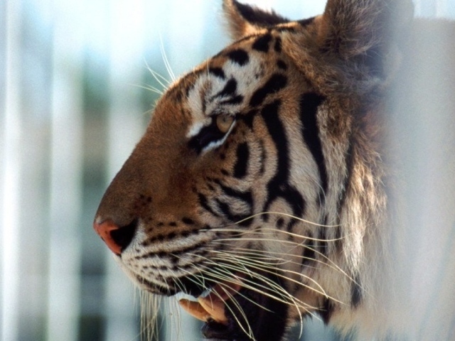 Тигр в клетке