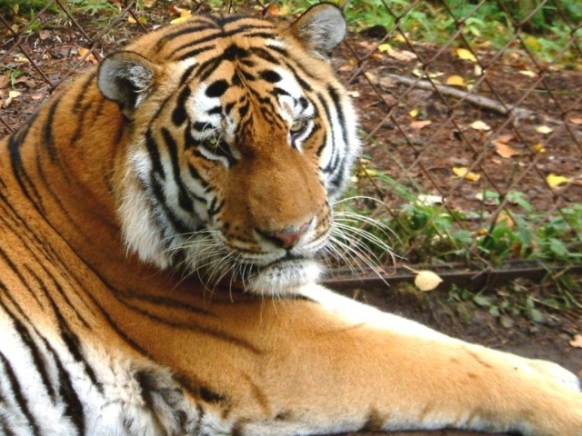 Тигр в зоопарке