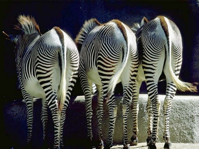 Зебры задом
