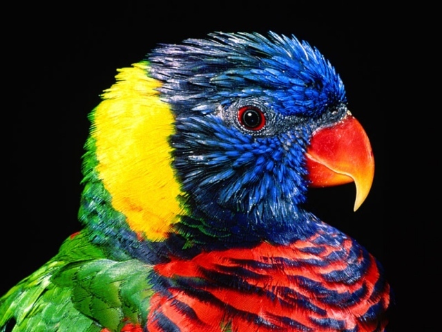 Цветной попугай