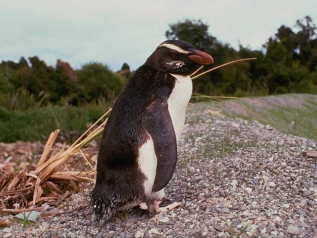 Пингвин на дороге
