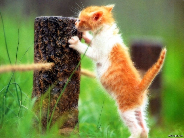 Рыжий котёнок