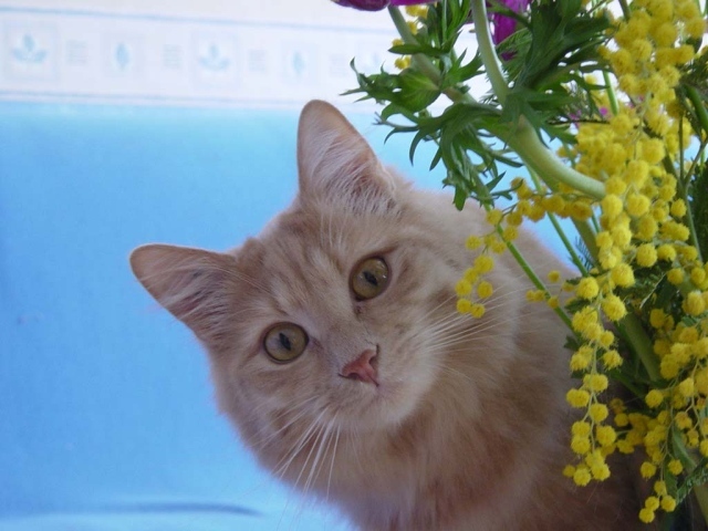 Картинка с кошкой