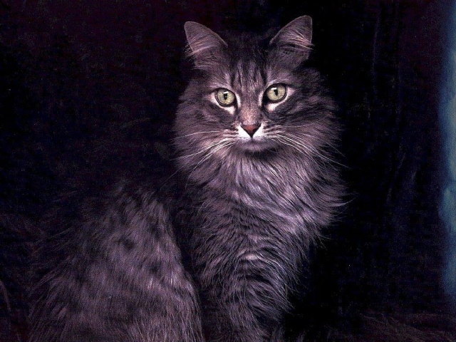 Большой кот