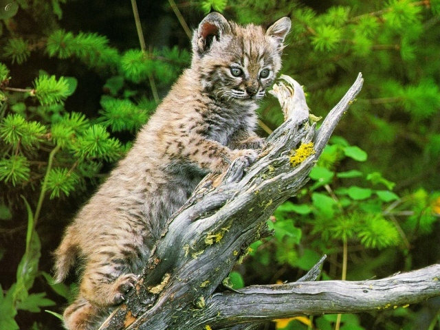 Пятнистый котёнок