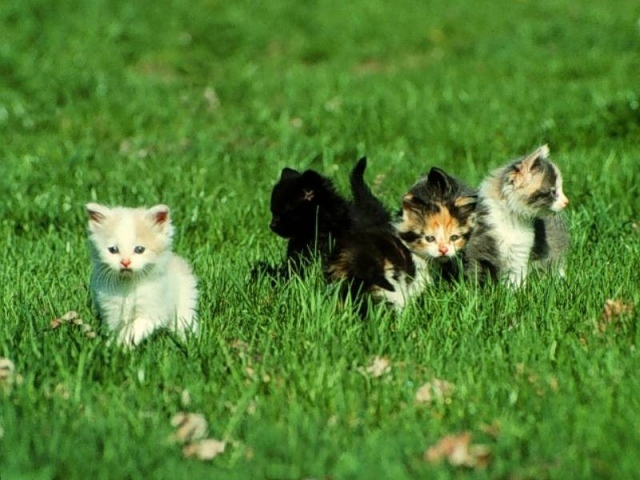 Котята малыши