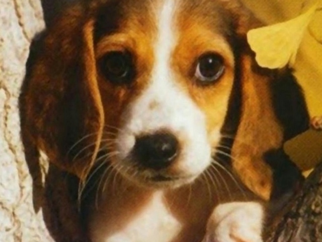 Собака на дереве