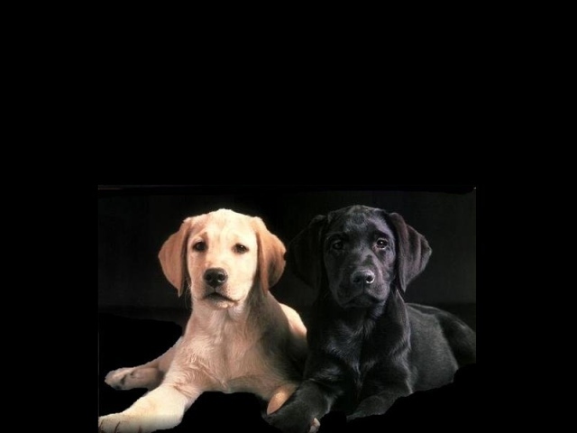 Белый и черный пес