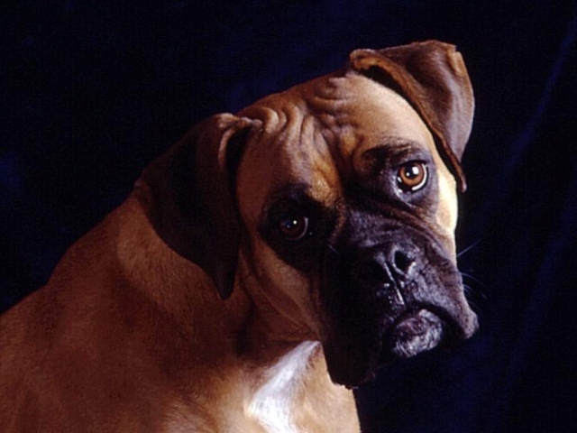 Собака на темном фоне