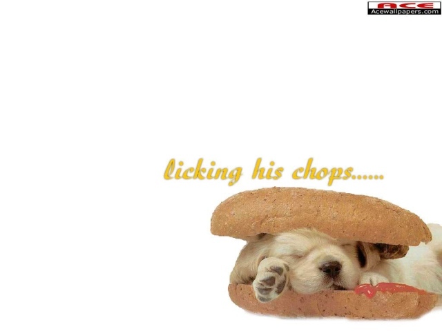 Спящий щенок