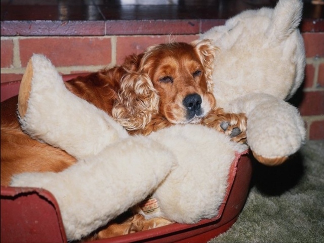 Спаниель с игрушкой