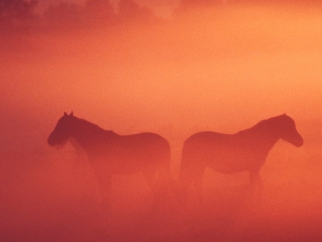 Лошадь жеребенок