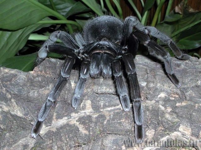 Черный паук