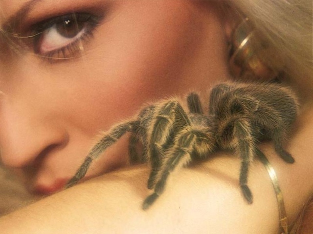 Паук на теле