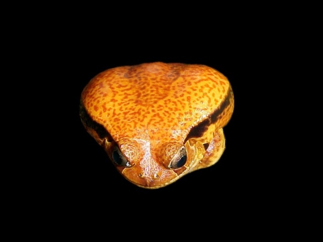 Ядовитая лягушка