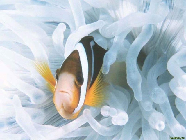 Морская рыбка