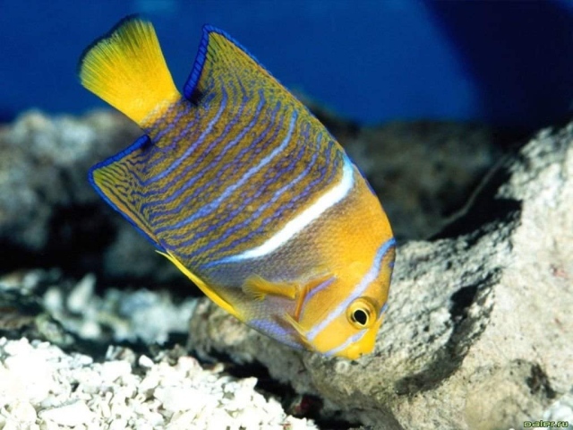 Рыба в полоску