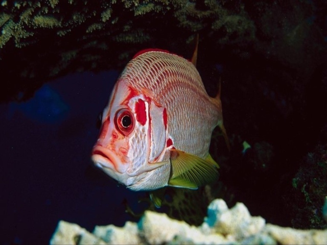 Рыба с красными полосками