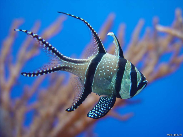 Колючая рыба