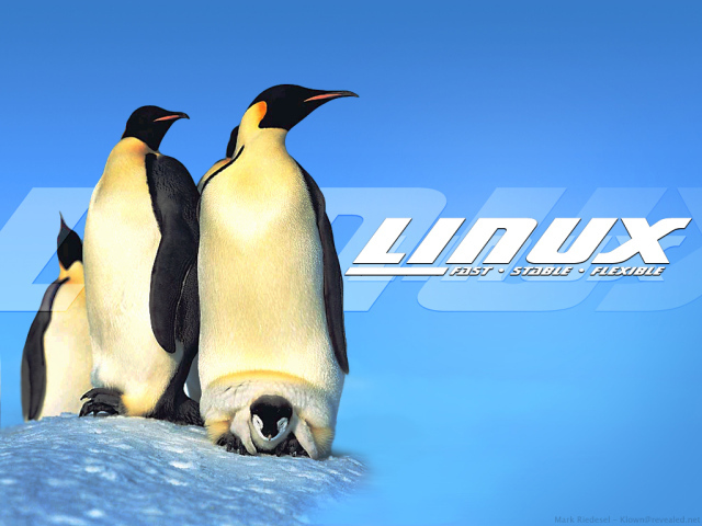 Пингвины Linux