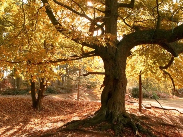 Старое дерево осенью