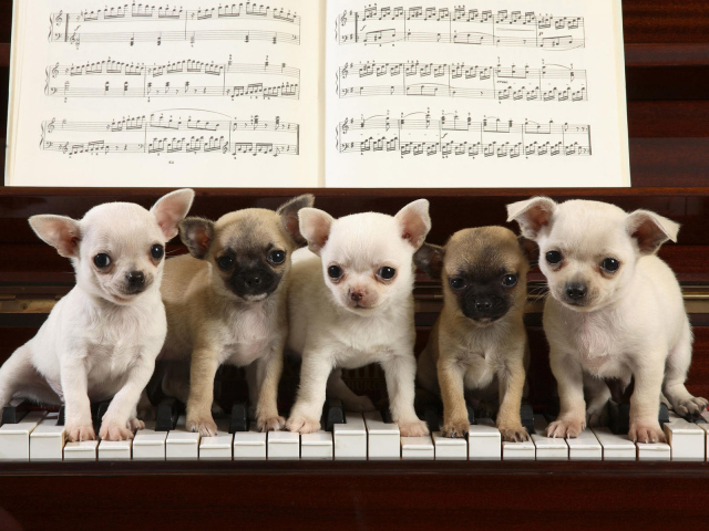Musicians dogs