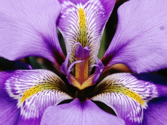 Фиолетовый цветок подарок на 8 марта